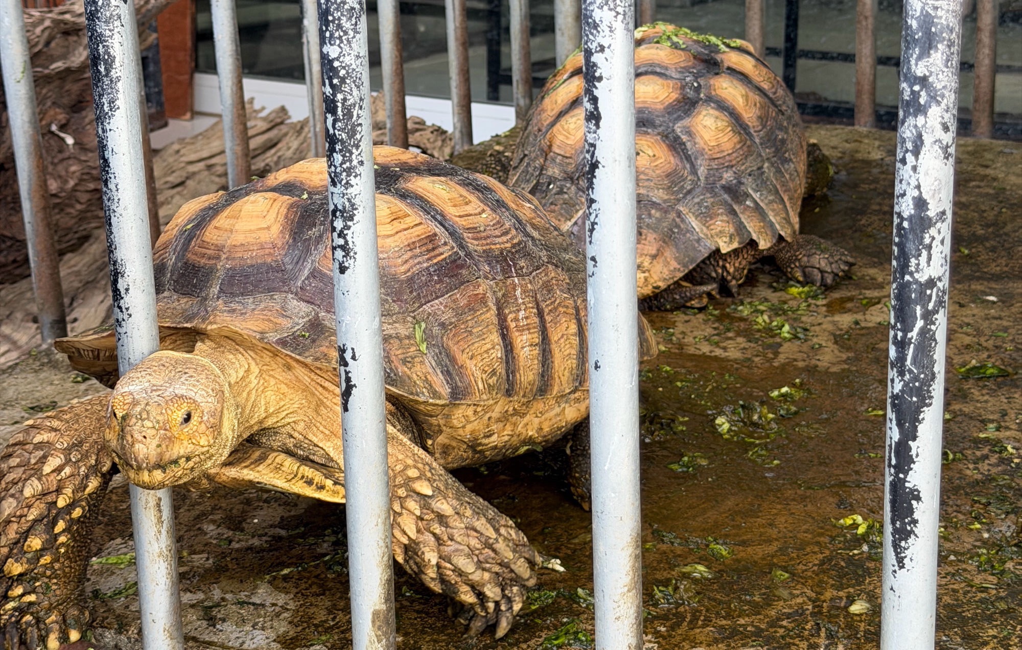 Schildkröten auf dem illegalen Tiermarkt neben dem Chatuchak Market in Bangkok — beengte Haltung hinter Metallgittern