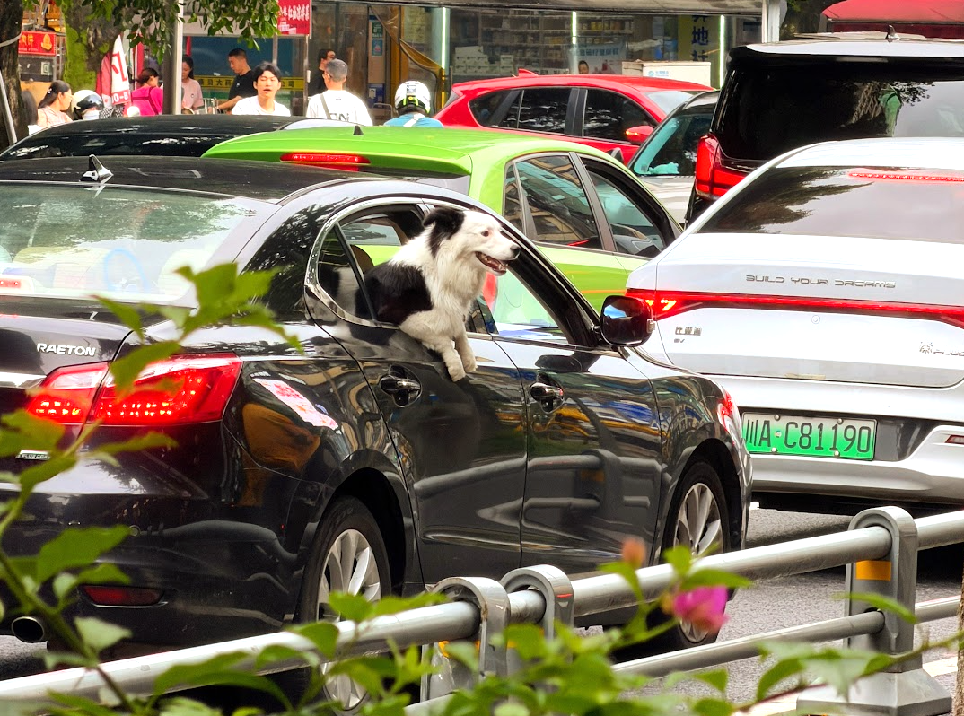 Hund schaut aus dem Autofenster im Chengdu-Stau