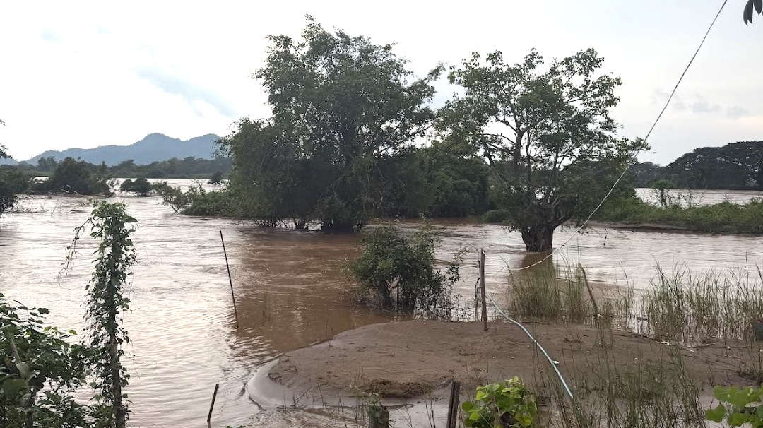 Hochwasser des Mekong bei Don Det, braune Fluten reichen bis an die überfluteten Bäume