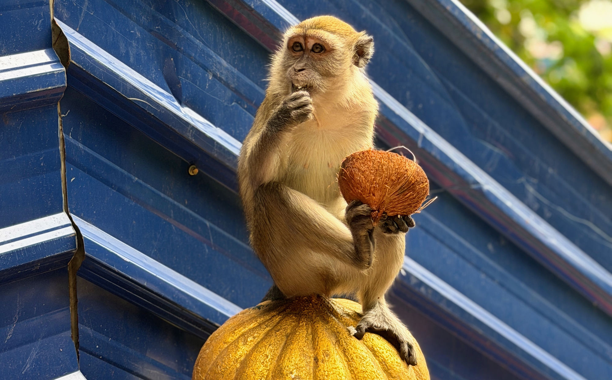 Affe mit Kokosnuss bei den Batu Caves, Kuala Lumpur