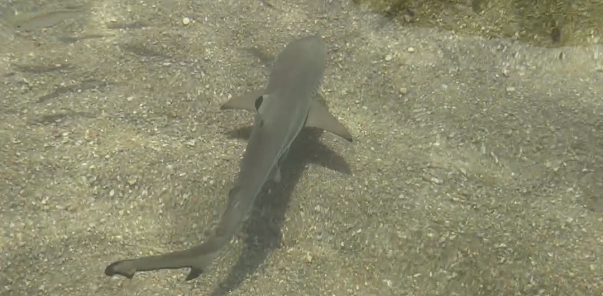 Baby Shark im knietiefen Wasser am Ao Hin Wong Beach auf Koh Tao