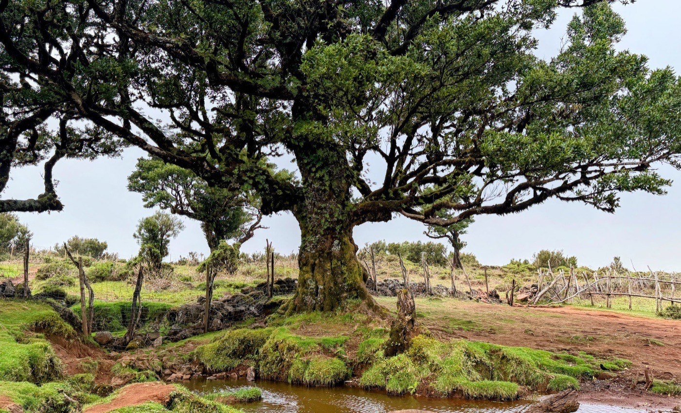 Fanal Forest — alte Lorbeerbäume auf Madeira