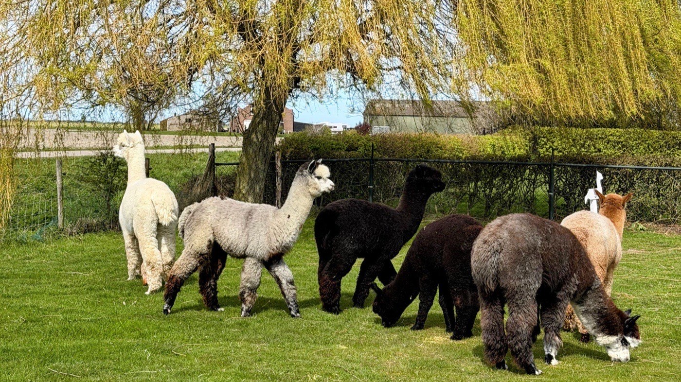 Alpakas auf der Alpaca en Falabella Ranch in Kerkwerve bei Renesse