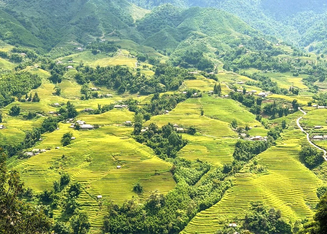 Reisterrassen im Muong Hoa Valley bei Sapa, Blick von oben auf grün-gelbe Felder zwischen den Bergen