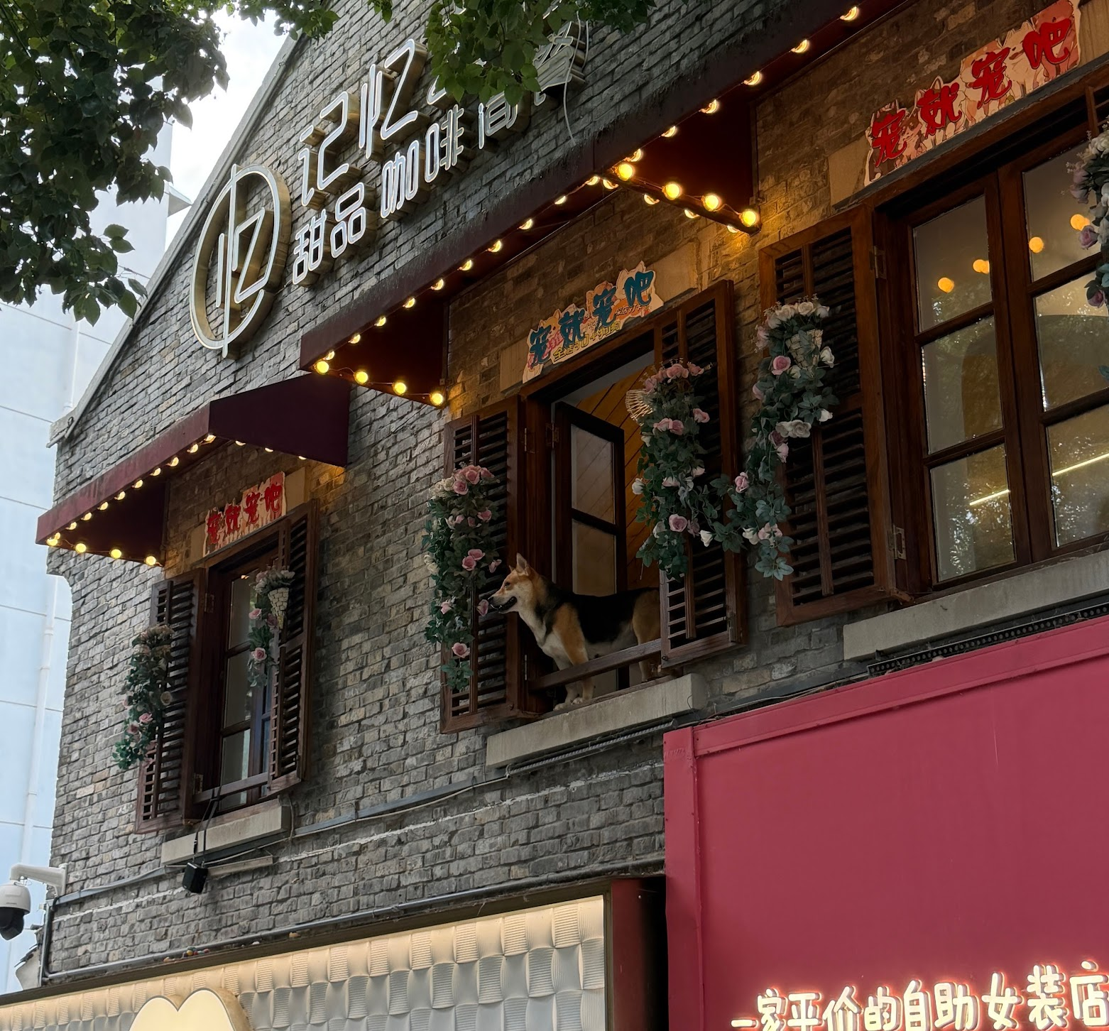 Hund schaut aus dem Fenster eines Pet-Cafés in Wuhan