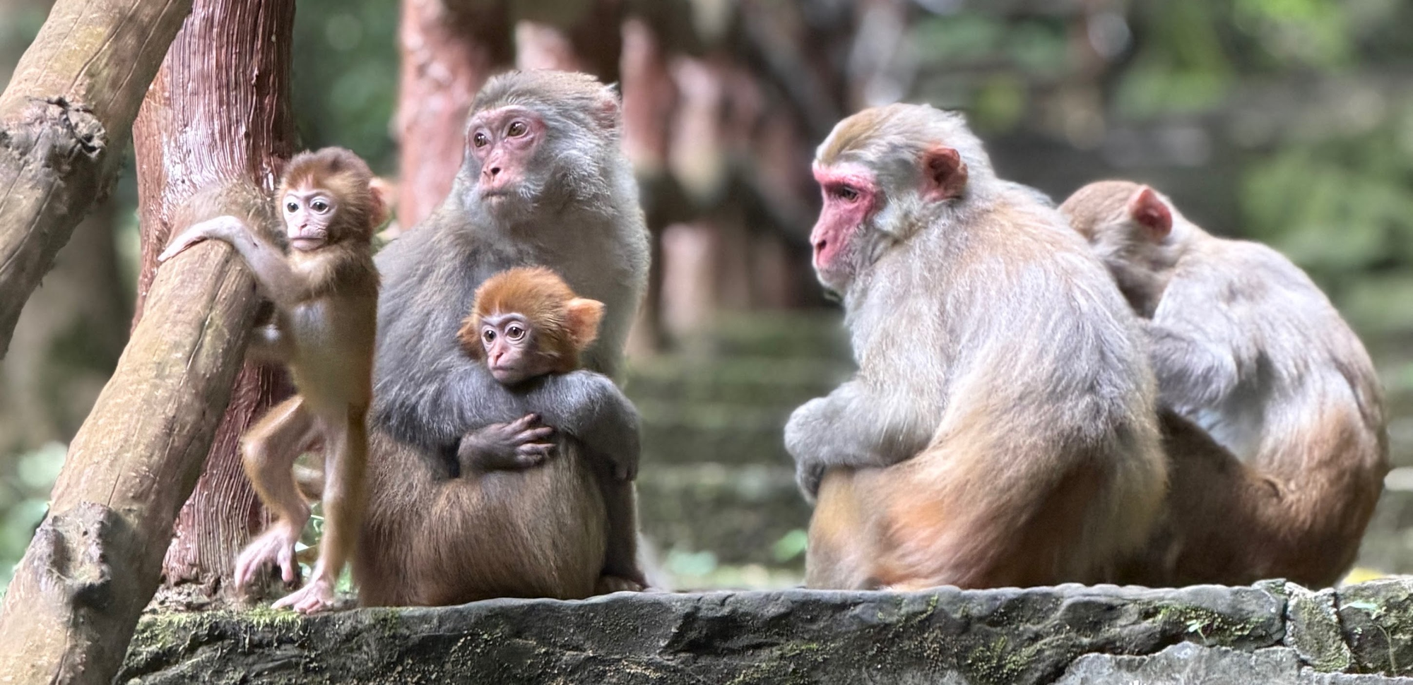Affenfamilie mit Baby auf dem Aufstieg im Zhangjiajie Nationalpark